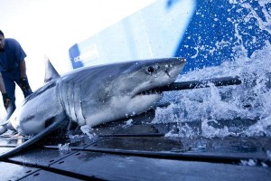 shark-wranglers-history-tv-show